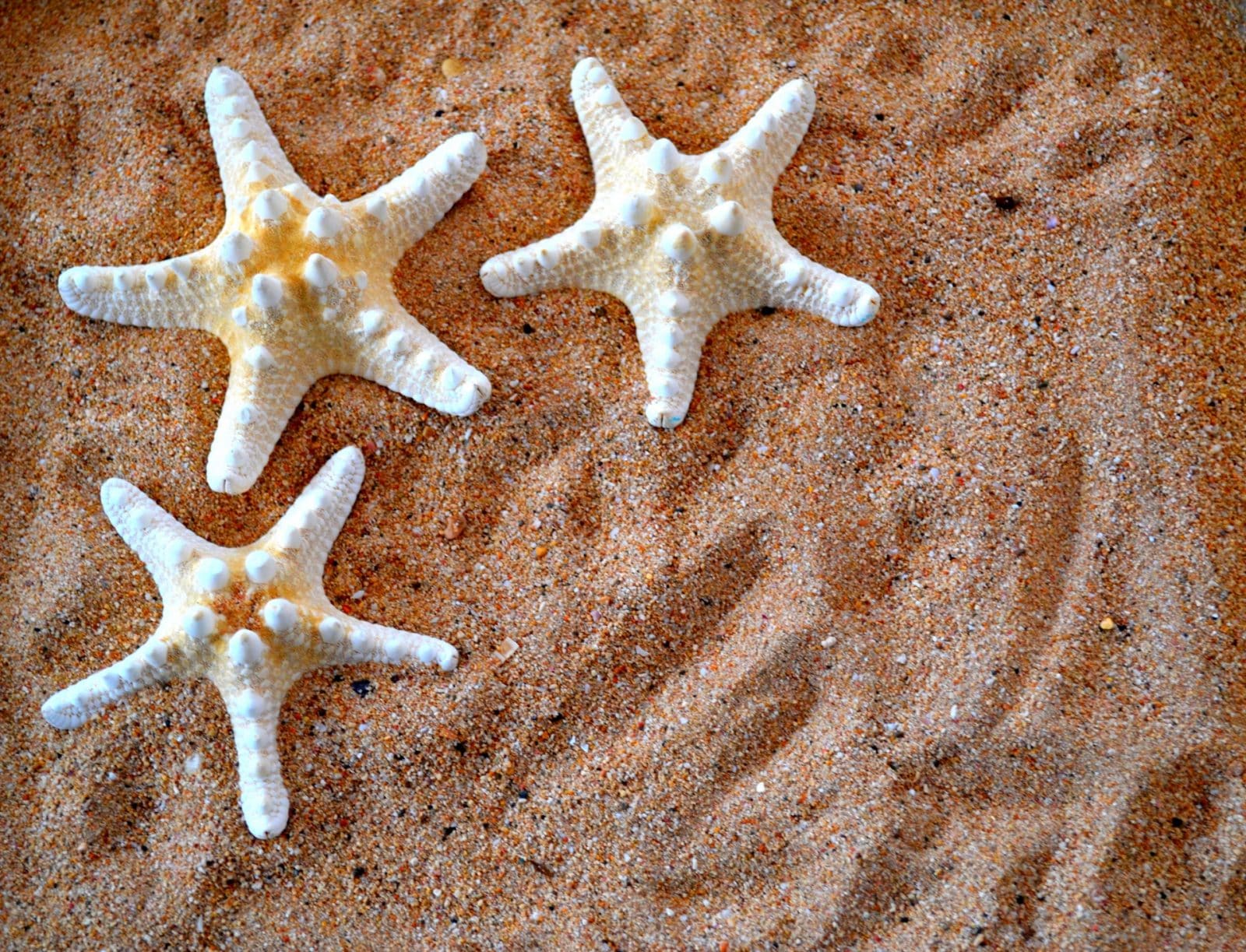 Small Starfish in Sand